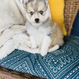 Jilly - Silver and white female Pomsky puppy in Yavapai County, Arizona from Pawsh Pomskies