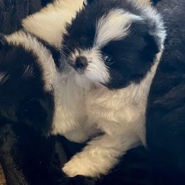 Pomeranian Puppies from Nikki’s lil Pomeranians