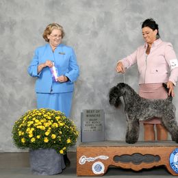 Izzy - Kerry Blue Terrier