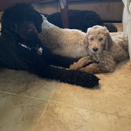 Poodle Puppies from FurEver Poodles