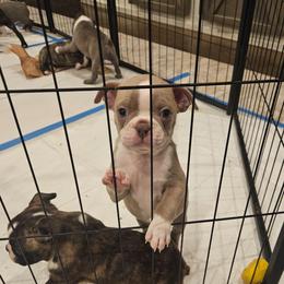 Boy 6 - Bruno - Lilac male Boston Terrier puppy in Sulphur Springs, Texas from B&B Bostons