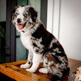 Remi - Blue merle female Australian Shepherd puppy in San Antonio, Texas from Wigglebutts Unlimited
