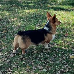 Tri - Pembroke Welsh Corgi