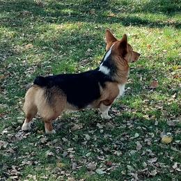 Tri - Pembroke Welsh Corgi