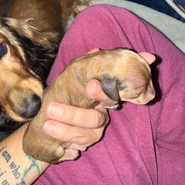 AKC Shaded Cream Mini longhair female - Cream female Dachshund puppy in Canyon Lake, Texas from M&Ms Dachshunds of Central Texas