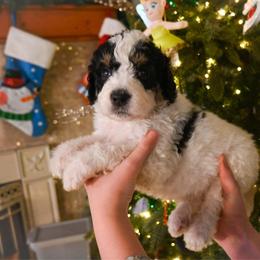 Blitzen - Black and white male Bernedoodle puppy in Lookout, California from Remington Kennels, LLC