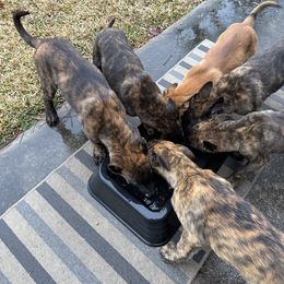 xDutch Shepherd Puppies from Crystal Coast Canines