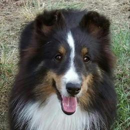Presley  - Shetland Sheepdog