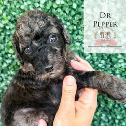 Dr Pepper - Blue merle female Aussiedoodle puppy in Corydon, Indiana from Ridgeline Doodles