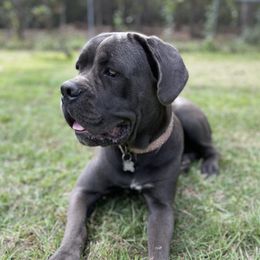 Moose  - Cane Corso