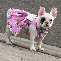 Snow - French Bulldog