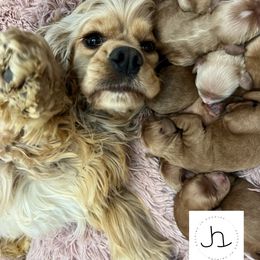 Cavapoo, Cockapoo, and Goldendoodle Puppies from Rocking JH Doodles