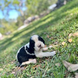 English Springer Spaniel Puppies from Redemption Fields