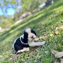 English Springer Spaniel Puppies from Redemption Fields