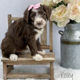Aussiedoodle and Australian Shepherd Puppies from Dunroamin Farms Australian Shepherds and Aussiedoodles