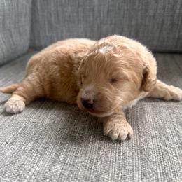 Patriot - Cream male Goldendoodle puppy in Spring Hill, Florida from OHDoodles FL