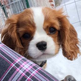 Cavalier King Charles Spaniel Puppies from Ikkes Cavaliers