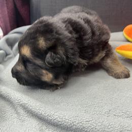 Boy 3 - Black and tan male German Shepherd puppy in Sharon Grove, Kentucky from Julie’s Shepherds
