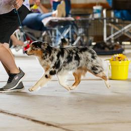 Indie - Miniature Australian Shepherd