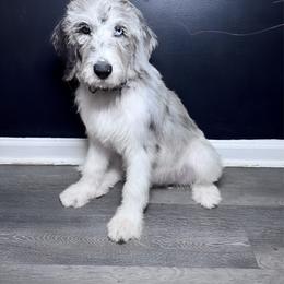 Canada - Merle female Labradoodle puppy in Kingston, Georgia from CC Familydoodles