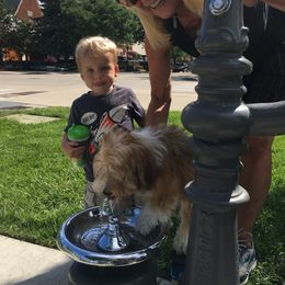 Havanese All Grown Up from Jacqueline Carney