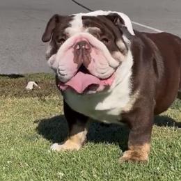 Snow - Bulldog