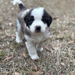 Red collar male - Red and white male Saint Bernard puppy in Albany, Georgia from Magnolia Saint Bernards