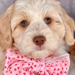 ARETHA - Caramel cream Australian Labradoodle puppy in Dawson, Georgia from Still Pond Retrievers & Labradoodles