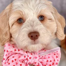 ARETHA - Caramel cream Australian Labradoodle puppy in Dawson, Georgia from Still Pond Retrievers & Labradoodles