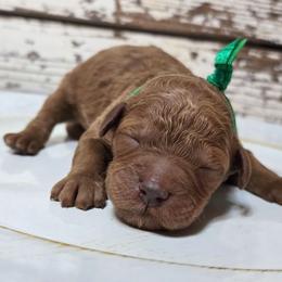 Milo - Red  male Goldendoodle puppy in Austin, Texas from Austin Doodles & Poodles