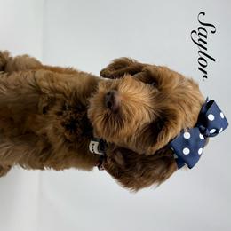 Saylor - Red  female Goldendoodle puppy in La Grange, Georgia from Heartfelt GoldenDoodles