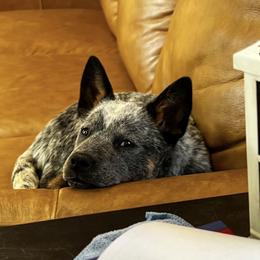 Australian Cattle Dog Puppies from Institute Australian Cattle Dogs
