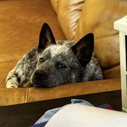 Australian Cattle Dog Puppies from Institute Australian Cattle Dogs