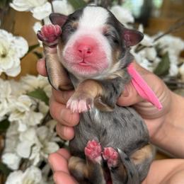 Stella - pink collar - Tri-color female Bernedoodle puppy in Yuciapa, California from AlltheDoodlez_
