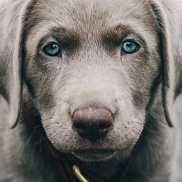 Dilute Retrievers and Labrador Retrievers from SilverWater Labs
