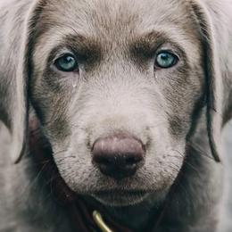 Dilute Retrievers and Labrador Retrievers from SilverWater Labs