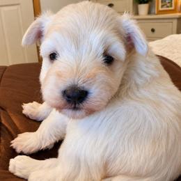 Sweet Pup's Divinity - White female Miniature Schnauzer puppy in North Zulch, Texas from Sweet Pup Schnauzers
