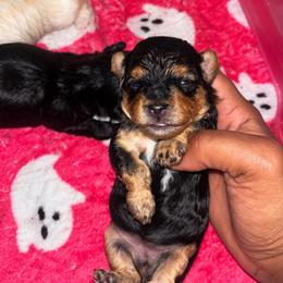 Daisy - Black and tan female Yorkipoo puppy in Gastonia, North Carolina from Banks Dynasty Kennel