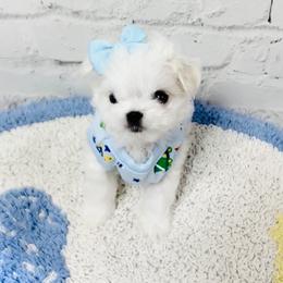 Maltese and Yorkshire Terrier Puppies from tatortot pup