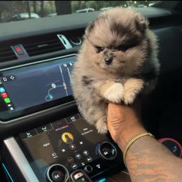 Miracle - Blue merle male Pomeranian puppy in Long Island, New York from Minipaws kennel