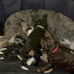 Bernedoodle Puppies from Bernied00dle Love