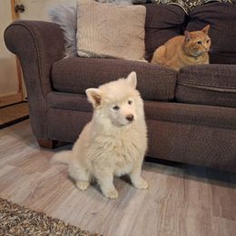 Extra Fluff - Lavender female Pomsky puppy in Fairbanks, Alaska from Arctic Kennels (Pomskies, Akitas & Shibas)