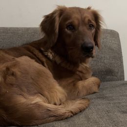 Athena - Golden Retriever