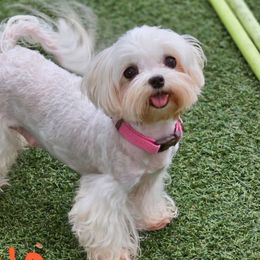 Deva - Maltese