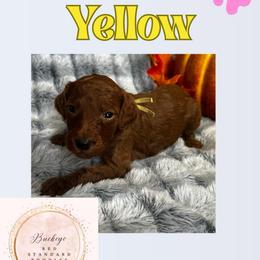 Yellow - Red  female Poodle puppy in Lima, Ohio from Buckeye Red Standard Poodles