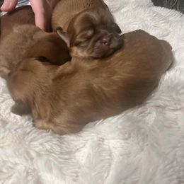 Girl 1 - Gold female Shih Tzu puppy in Azusa, California from RJ Shih Tzu lover