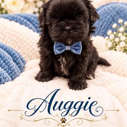 August 'Auggie' - Black male Shih Tzu puppy in Montgomery, Texas from Furbourne Farm