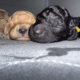 Drax - Black male Goldendoodle puppy in Litchfield, Connecticut from Gracie Doodles CT