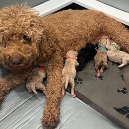 Goldendoodle puppies from Windy Hill Doodles