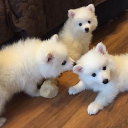 American Eskimo Dog Puppies from Shalom American Eskimos